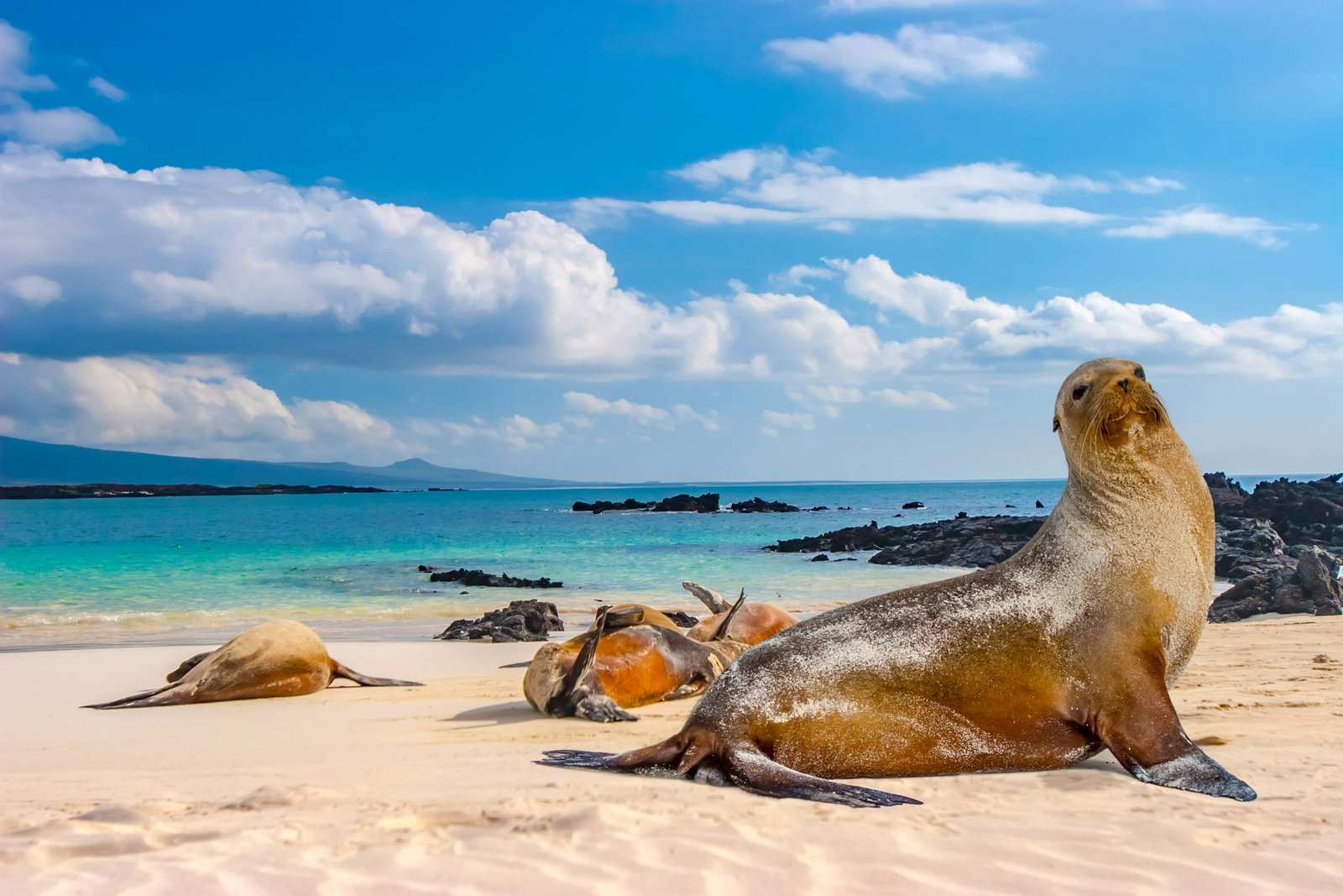 shutterstock 1368436697 phoques galapagos scaled 1